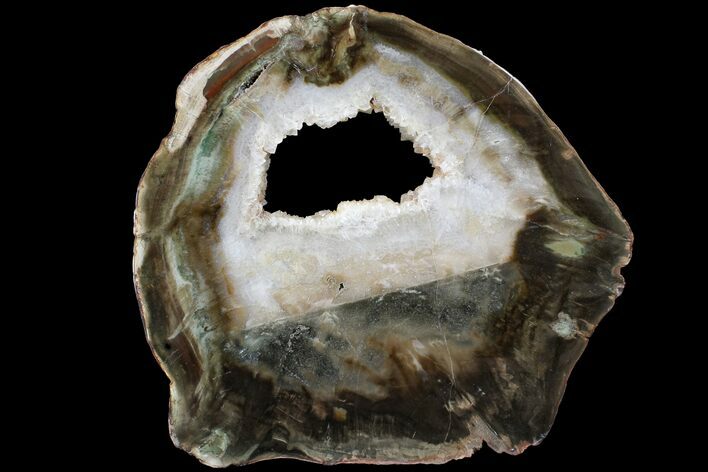 Triassic Petrified Wood (Woodworthia) Round - Zimbabwe #167939